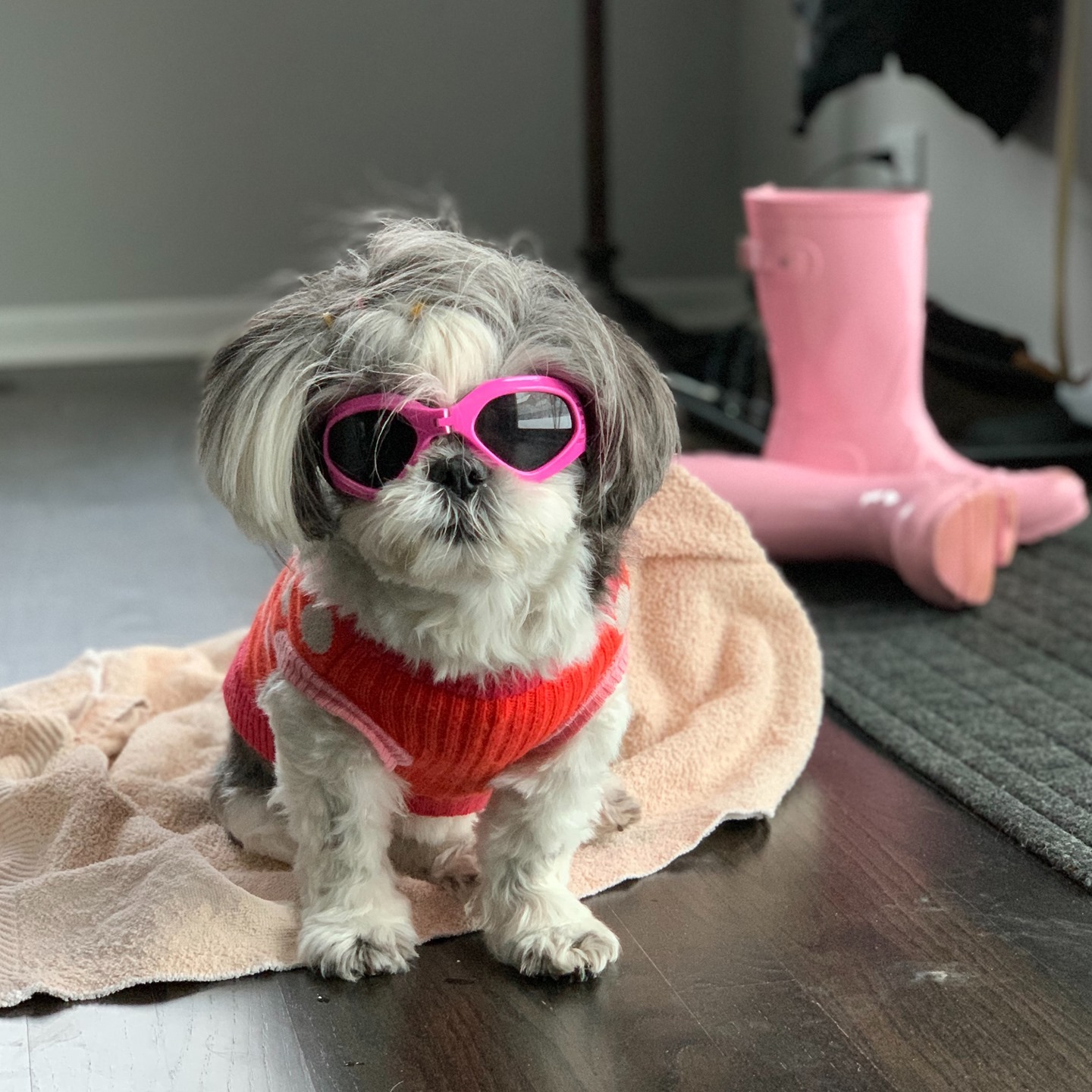 And just like that, a we've got a teenager. Pink is definitely (still) her color. Happy 13 to Anoosh! 
.
.
.
shihtzu shihtzusofinstagram shihtzulovers shihtzusofig anoosh birthdaygirl shihtzusgram shihtzusofinstagram shihtzulove shihtzulovers shihtzuslife blackandwhiteshihtzu blackandwhiteshihtzus birthday seniordog seniordogsofinstagram seniordogs seniordogsrock seniordogsrule seniordogsofig seniordoglove seniordoglife seniordogsaturday doggiegoggles doggoggles