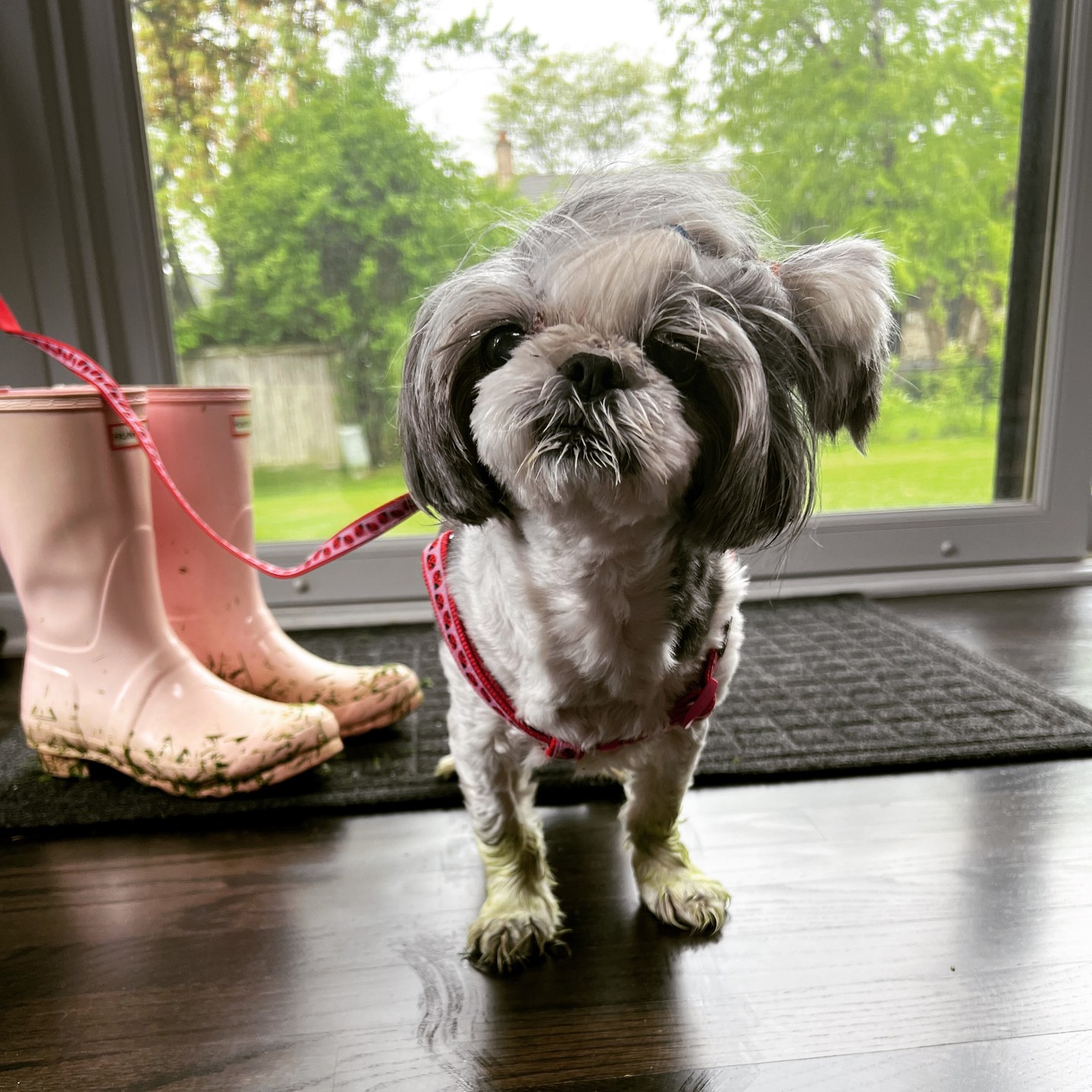 Our little stinker is 15 today ️ shihtzu shihtzulove shihtzuworld shihtzuofinstagram shihtzugram shihtzucorner shihtzusociety shihtzusenior seniorshihtzu seniorshihtzusofinstagram shihtzunation birthdaylove