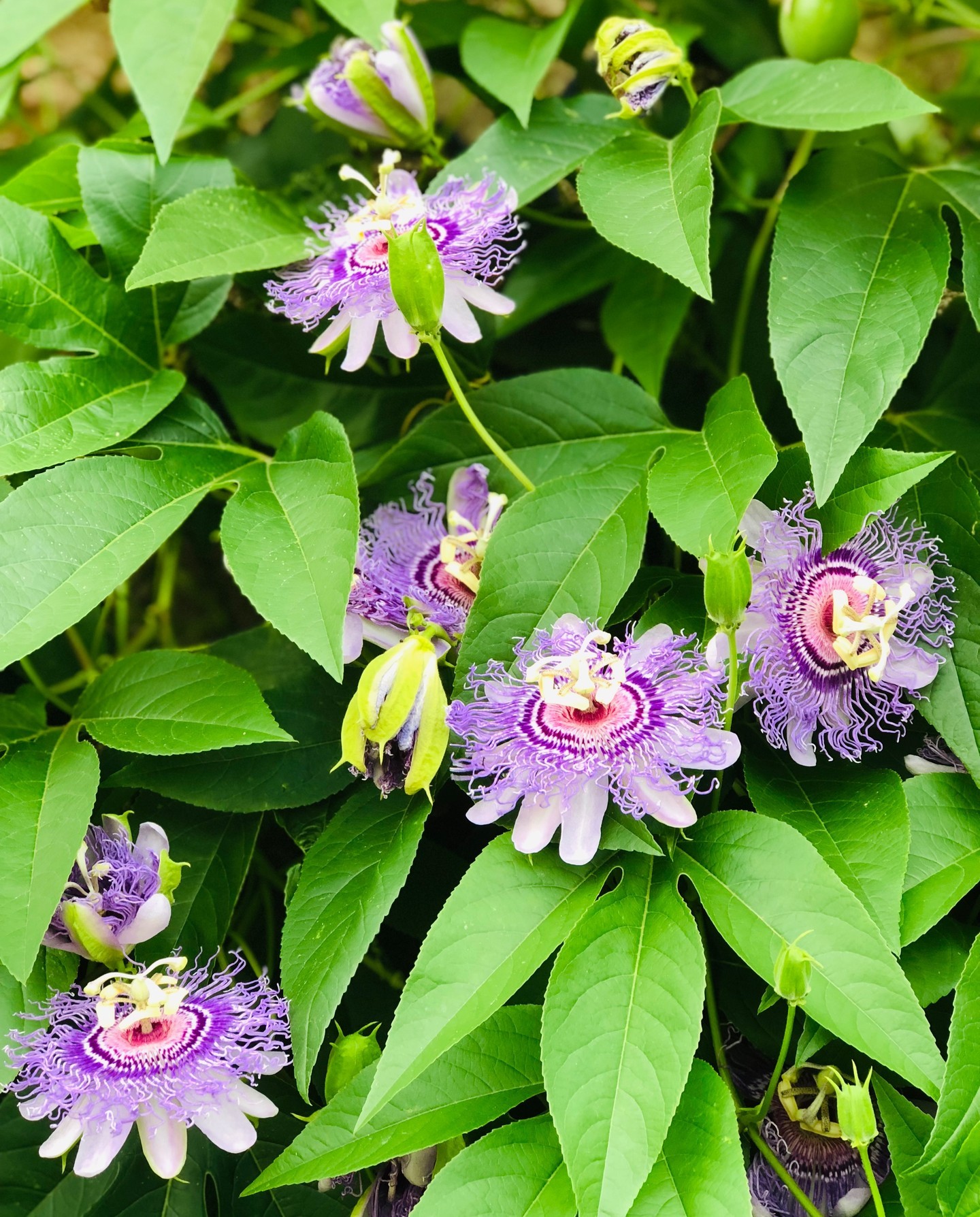 Apparently, it's National Passion Fruit Day. Who knew? The passion flower is really special to us, and here's a story from Carol:

My father passed away in March 1978. The last five years of his life, he was sick and took up gardening...it brought him joy. The one thing he tried every year to grow, and had very little success, was the passion flower. Try as he may, it never bloomed while he was alive. The first bloom came effortlessly, the summer after he died. That flower grew stronger every year, making all of us feel that Dad was still there with us.

Over the years, the passion flower plant stopped thriving, and was almost gone. Mom took one last cutting in 2004 and gave it to Chris & I right after we got married. We kept it in a vase to root all year, and then we planted it on our first anniversary. I’ve never been able to grow anything, so I was completely shocked when it started to grow. The first flower bloomed that next year, exactly on our second anniversary.

Every year, it’s gotten healthier and stronger. When we lived in Skokie, it literally grew up to the top level of our home and came through the screen of my office window. Every time mom came to visit, it was the first thing she wanted to see. When we moved to our new home, I took a small root and started it all over again.

In 2018, mom moved to assisted living. With the covid lockdown in 2020, we were unable to visit with her for five long months. When they started allowing weekly visits, I went to see her and took the one thing that I knew she'd like - a single stem of this flower in a bud vase. She was delighted.

Mom transitioned last year, 44 years after dad left this earth.  They are together once again. The passion flower grows stronger at our home, and I do absolutely nothing. Remember, I have zero green thumbs!

Every time I go outside and see these flowers, I smile and know that my parents are with me. The most precious gift ️
.
.
.
passionflower passionfruit passionflowers passionflowervine passionflowerplant purpleflowers flowersofinstagram flowerstagram flowerlovers