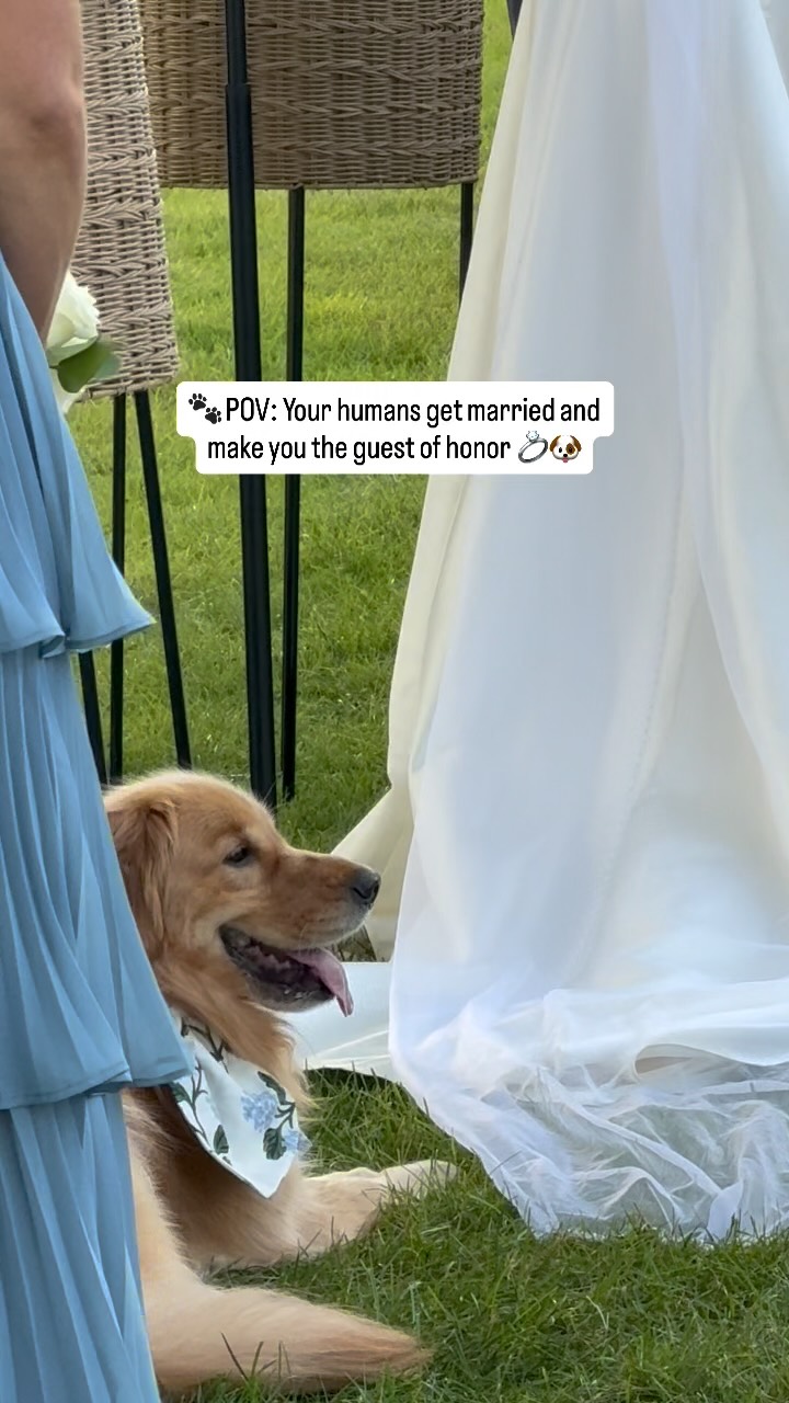 This golden girl had front row seats and the playlist of dreams. Congratulations to Nicolette & Matthew 🥰
.
.
.
dogofhonor dogsatweddings goldenretrieverlove weddingswithdogs conwayfarmswedding conwayfarmsgolfclubwedding lakeforestwedding conwayfarmsgcwedding golfcoursewedding chicagowedding chicagostringquartet popstringquartet chicagopopstrings chicagopopstringquartet stringquartet artistrings chicagoweddings weddinginspo conwayfarmsgolfclub